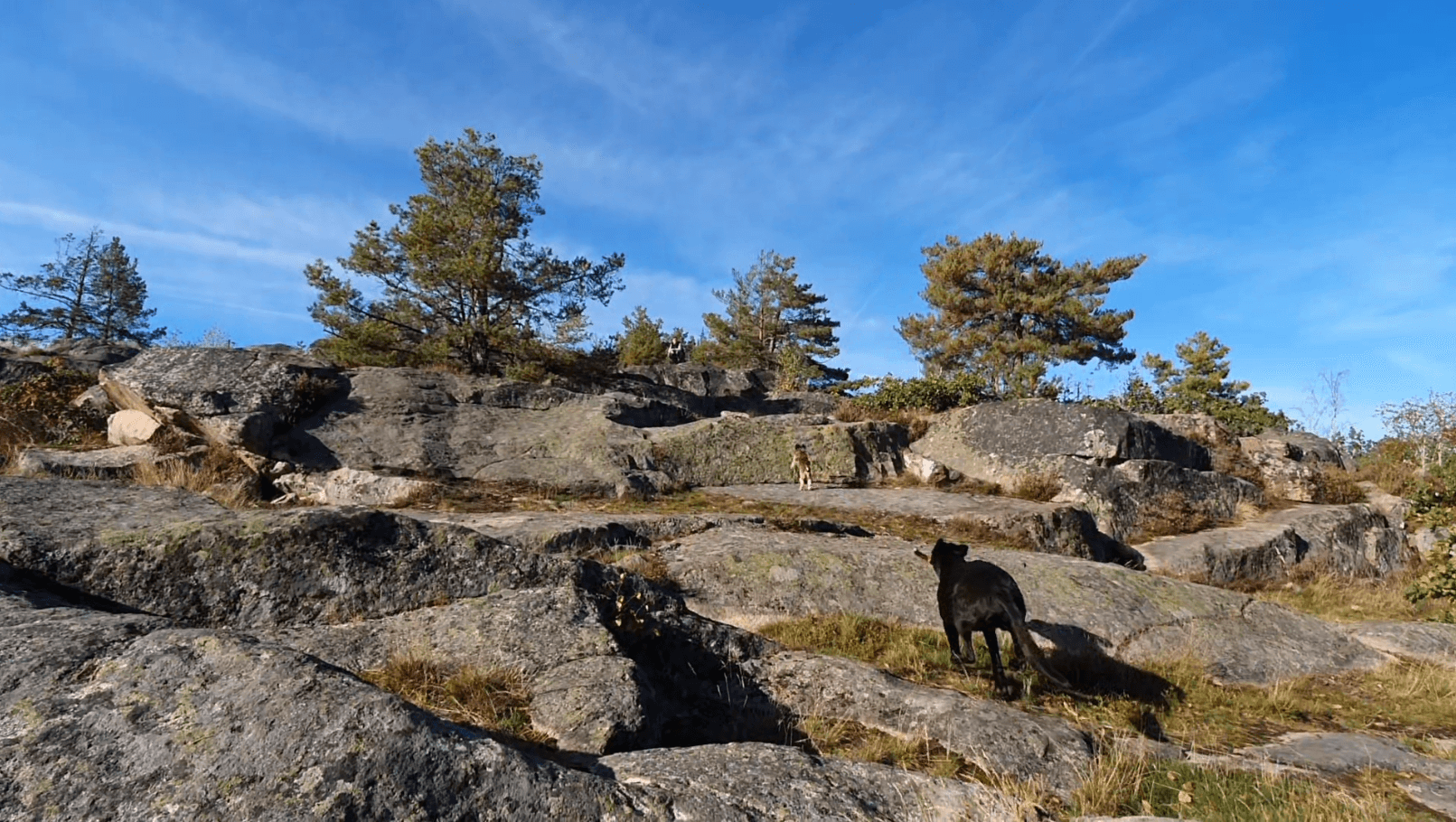 Hunde rennen Berg hoch